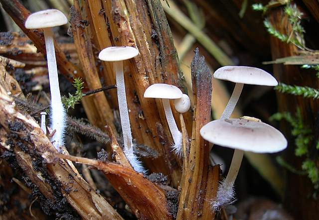 Funghi nella nebbia